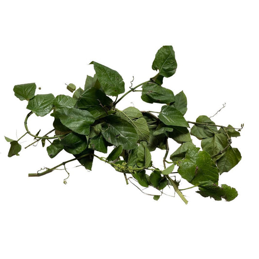 Bejuco Ubi | Fresh Herb Cuttings | Cissus Sicyoides | Millionaire Vine | Princess Vine | Possum Grape Vine | Used for Cleansings & Health