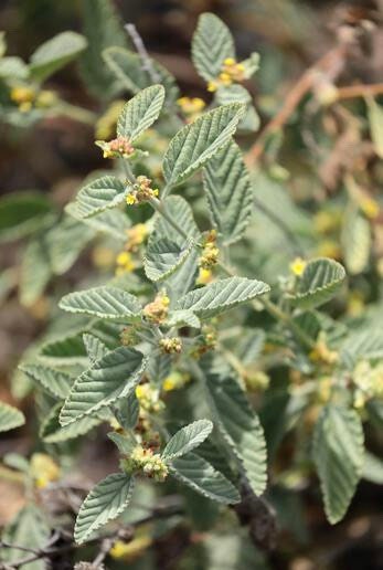 Malva Blanca | 10+ Seeds | Waltheria Indica | Sleepy Morning | Uhaloa | Traditional Herb | Medicinal | Santeria