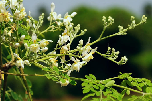 Paraiso Blanco | Moringa | Fresh Herb Cuttings | Moringa Oleifera | Used in Spells to Attract Happiness, Success, & Money | Santeria | Palo