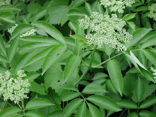 Sauco | Elderberry | Fresh Herb Cuttings | Sambucus Nigra | Used for Spiritual Cleansings, Remove Negative Energy & Protection | Santeria |