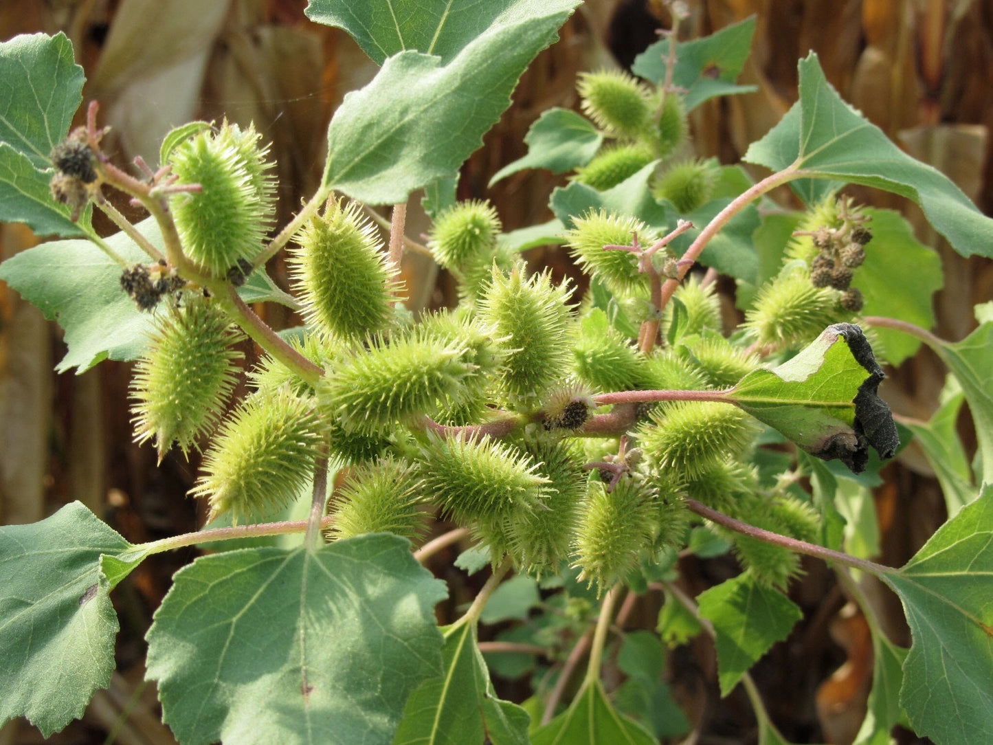 Guisazo de Caballo | Cockleburs | Xanthium | Dried or Fresh Bundle | Traditional Herbs | Santeria | Yoruba |