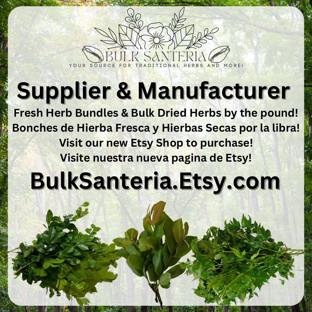 Aguedita | Fresh Herb Cuttings | Bitterbush | Picramnia Pentandra | Used for Spiritual Cleansings & Spells | Santeria | Traditional | Rare