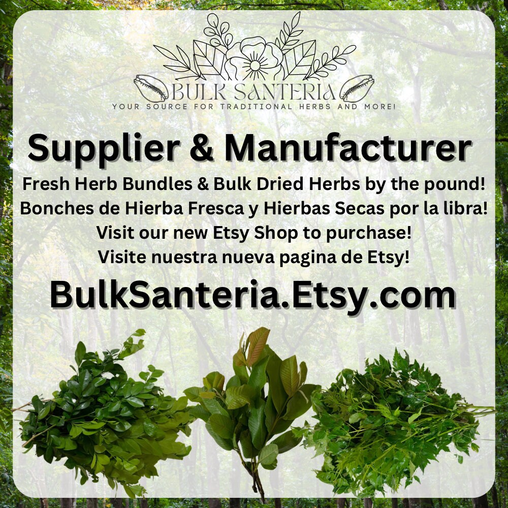 Sauco | Elderberry | Fresh Herb Cuttings | Sambucus Nigra | Used for Spiritual Cleansings, Remove Negative Energy & Protection | Santeria |