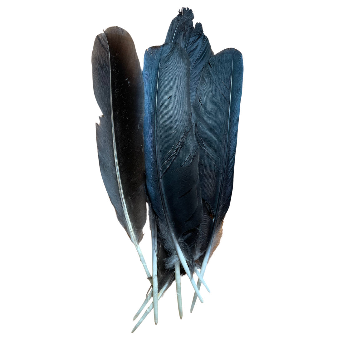 English Crow Feather | Only 1 Feather | Witchcraft Tools | Hoodoo | Santeria | Voodoo | Psychic | Pagan | Spell Supplies