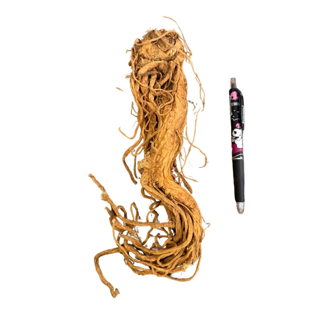 Master Root | Whole Root | Varied Sizes | Hoodoo | Traditional Herb Supplier