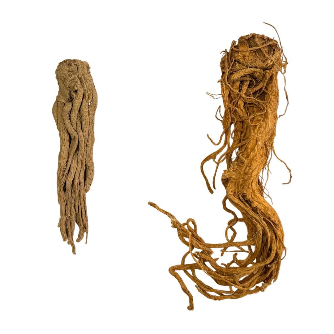 Master Root | Whole Root | Varied Sizes | Hoodoo | Traditional Herb Supplier