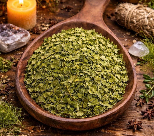 Paraiso Blanco | Moringa | Dried Herb | 0.5 Ounces | Santeria | Palo | Traditional Herb Supplier