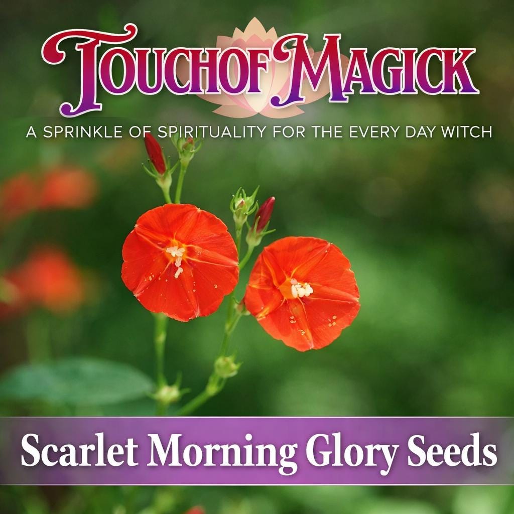 Scarlet Morning Glory Vine 10 Seeds | Scarlet Creeper | Ipomoea Hederifolia | Frijolillo | Trompillo - Florida Native