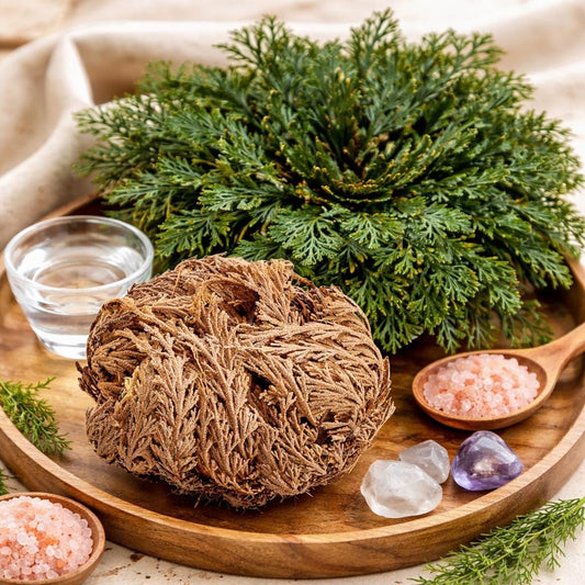 Rose of Jericho | Resurrection Flower | Traditional Herb Supplier | 1 Rose per Order