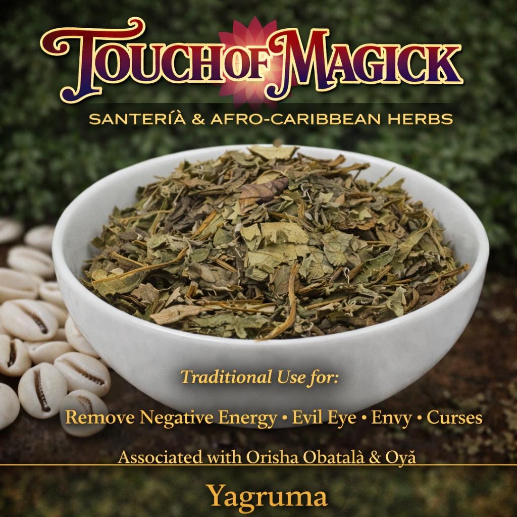 Yagruma Dried Herb | 0.5 Ounces | Traditional Herb | Santeria
