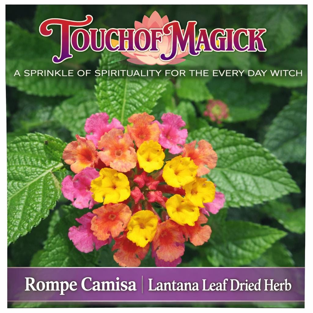 Rompe Camisa | Lantana Dried Herb Cut | Traditional Herb Supplier & Manufacturer | Santeria