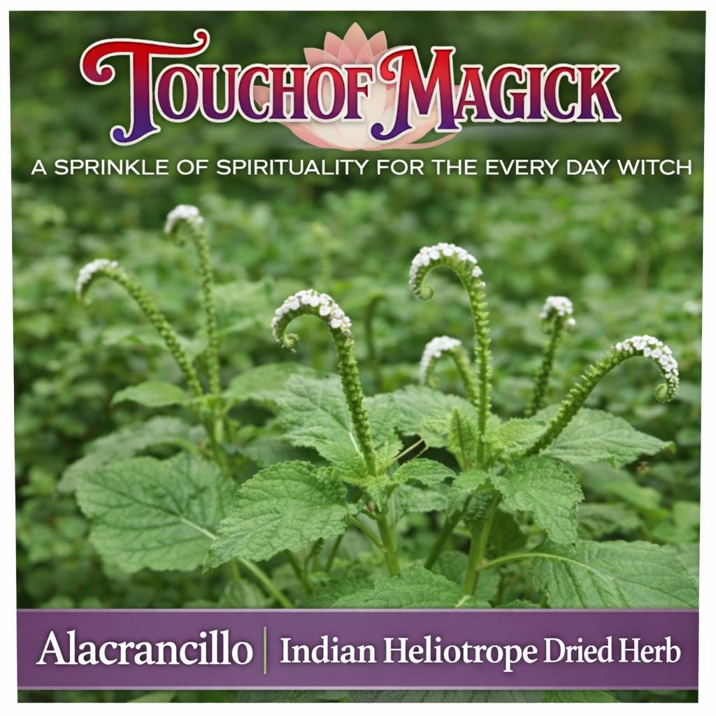 Alacrancillo | Indian Heliotrope | Dried Herb Cut | Heliotropium Angiospermun | Santeria