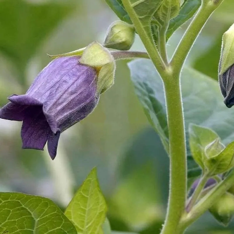 Belladonna | 30+ Seeds | Atropa Belladonna | Organic Seeds | USA | 2024 | Santeria | Hoodoo