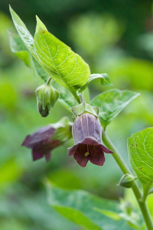 Belladonna | 30+ Seeds | Atropa Belladonna | Organic Seeds | USA | 2024 | Santeria | Hoodoo