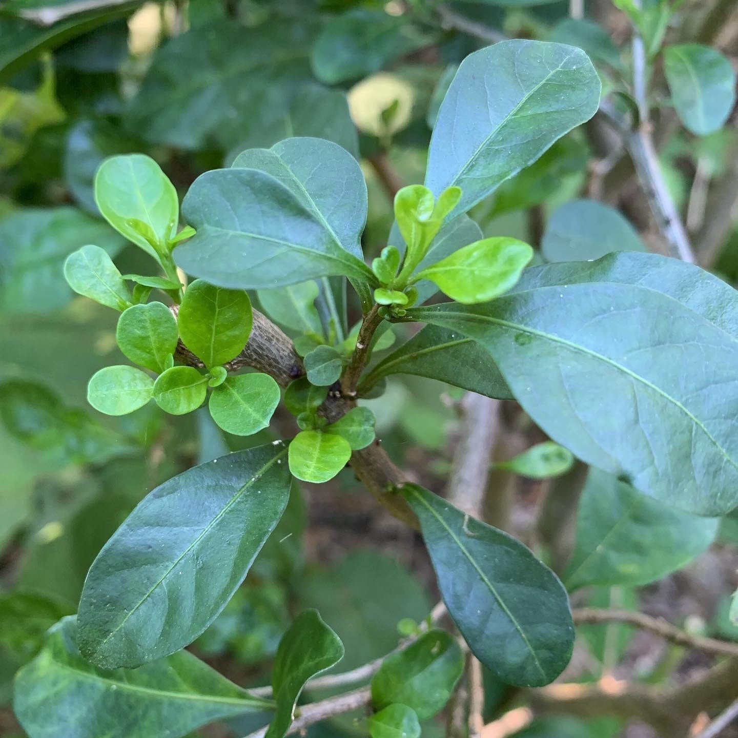 Siguaraya (Rompe Camino) Dried Herb - Destroys Evil Spirits and Hexes, Opens Roads towards Prosperity Removing Obstacles - Contains 0.5 Oz