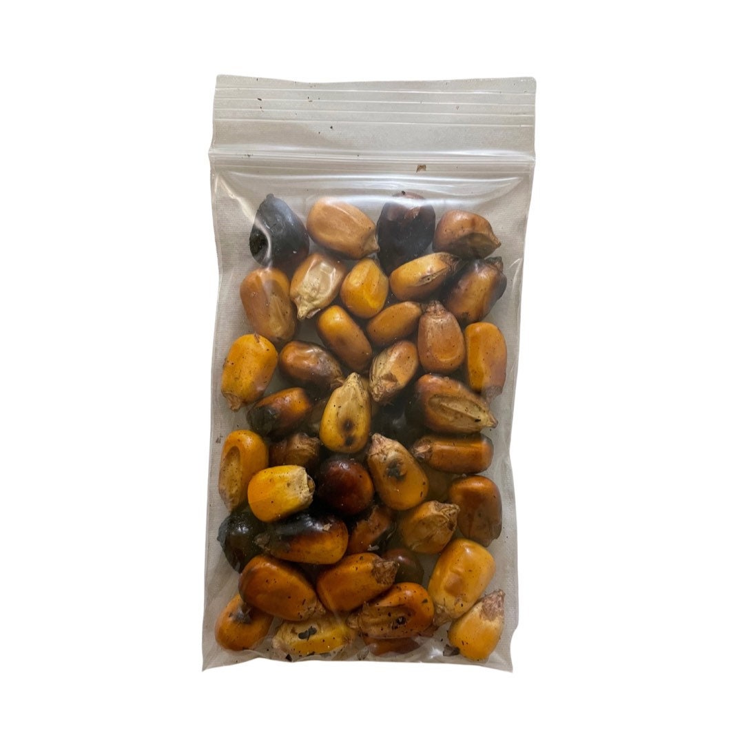 Toasted Corn | Maiz Tostado - For Eleggua - Santeria - Offerings - Orishas - 0.5 Ounces