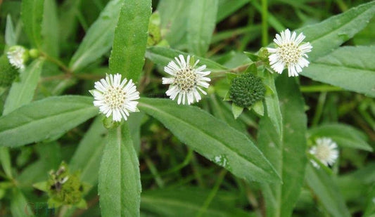 Espanta Muerto Seeds | False Daisy | Eclipta Prostata | Eclipta Alba | Bhringraj | Yerba de Tago