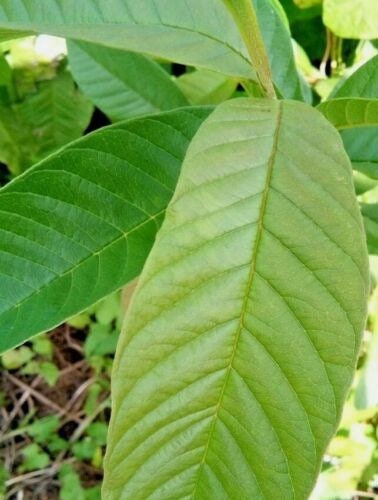 Guayaba (Guava) Dried Herb - Powerful Herb used to Attract Good Luck - 0.5 Ounces - Santeria - Hoodoo - Voodoo