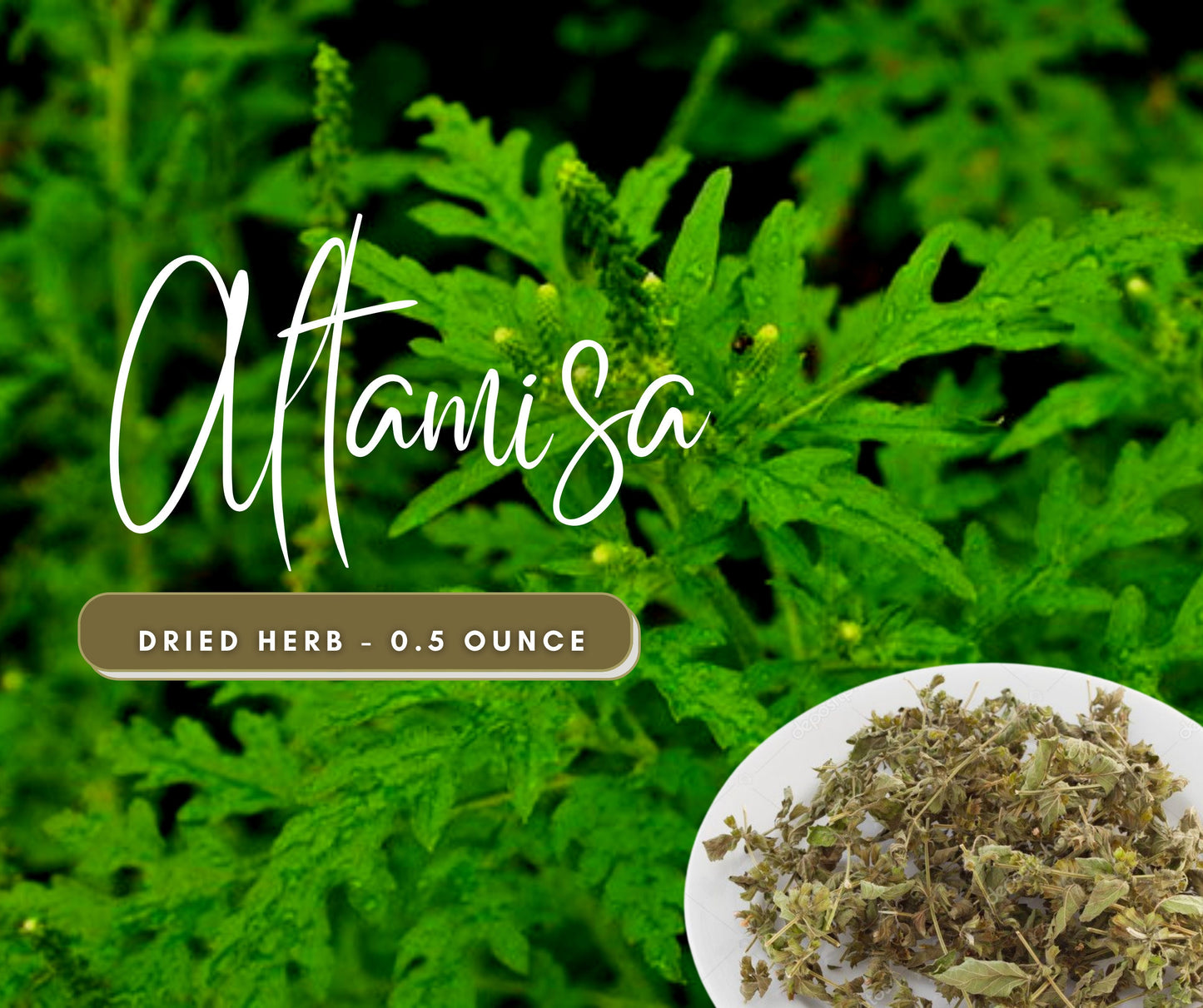 Altamisa LEGITIMATE Dried Herb - Remove Home Cleansing Herb - Boost Intuition - Use in Candles or Spiritual Bath - Natural Cleansing Herb