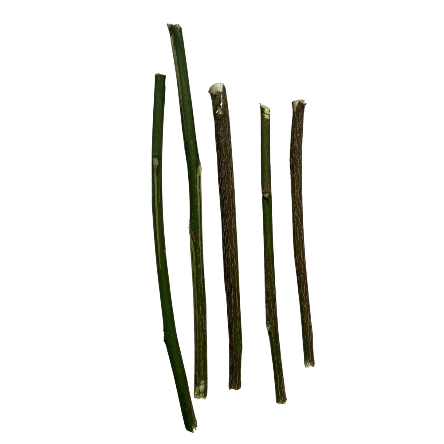 Siguaraya (Rompe Camino) Sticks - Destroys Evil Spirits and Hexes, Opens Roads towards Prosperity Removing Obstacles - Contains 0.2 Oz