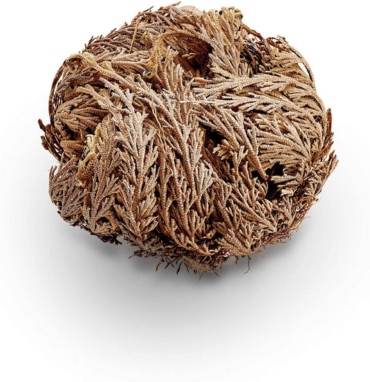 Rose of Jericho - Resurrection Flower - Used for Blessing - Rid of Bad Luck & Negativity - Protection - Purification - Bring Prosperity Home