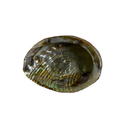 Abalone Shell - 4 Inches - Used for Smudging to Represent the Element of Water