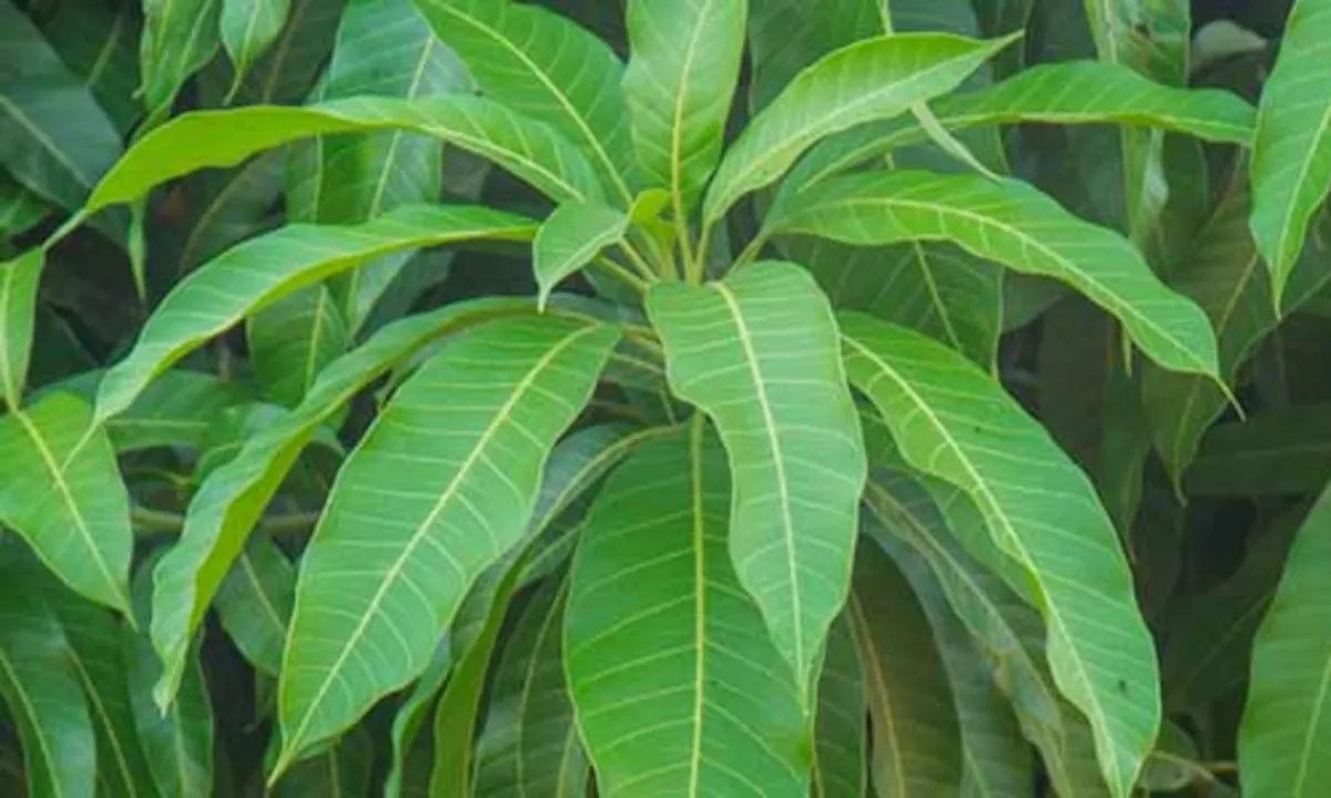 Mango Leaves Dried Herb - Powerful Herb used to Remove Negative Energy - Contains 0.5 Ounces - Santeria - Hoodoo - Voodoo