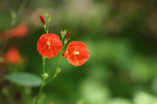 Scarlet Morning Glory Vine 10 Seeds | Scarlet Creeper | Ipomoea Hederifolia | Frijolillo | Trompillo - Florida Native - Rare