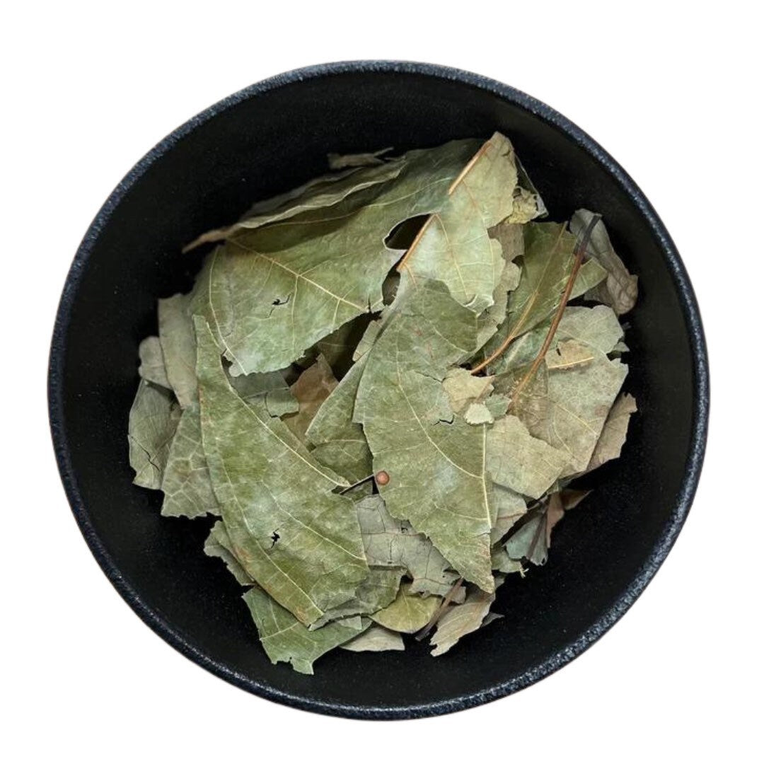 Sassafras | Sassafras Albidoum | 0.5 Ounces | Used to Attract Prosperity, Wealth & Money | Use in Spell Bottles, Mojo Bags | Witch Herb